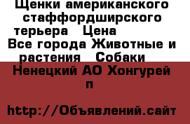 Щенки американского стаффордширского терьера › Цена ­ 20 000 - Все города Животные и растения » Собаки   . Ненецкий АО,Хонгурей п.